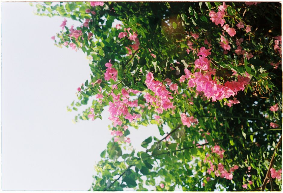 Beautiful pink bougainvillea flowers in full bloom with green leaves and a clear blue sky.