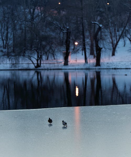 Free stock photo of birds, body of water, branches, cold