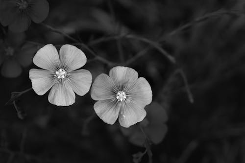 Základová fotografie zdarma na téma alcea, černobílý, čerstvý