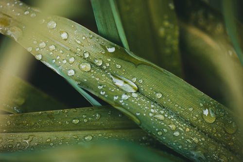 Free Macro photograph of dew droplets on vibrant green leaves, capturing nature's beauty after rain. Stock Photo
