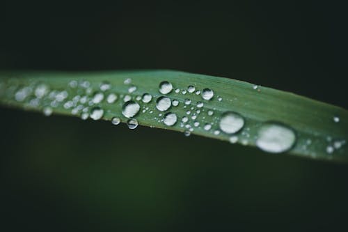 Raindrops on Green Leaf