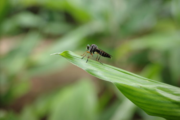 Fly On Leaf