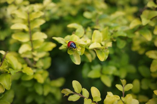 Close-up of Ladybug Sitting on Plant in Garden