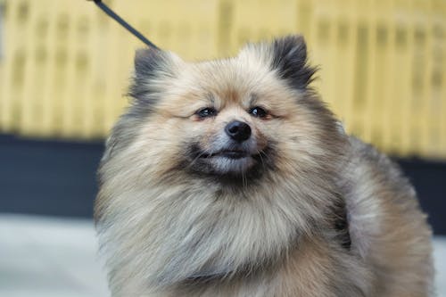 Close up of Pomeranian Dog