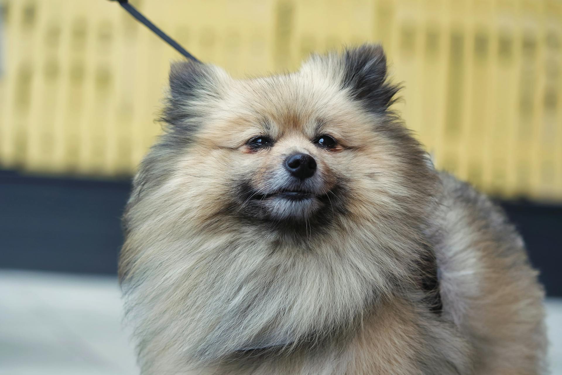 Close up of Pomeranian Dog