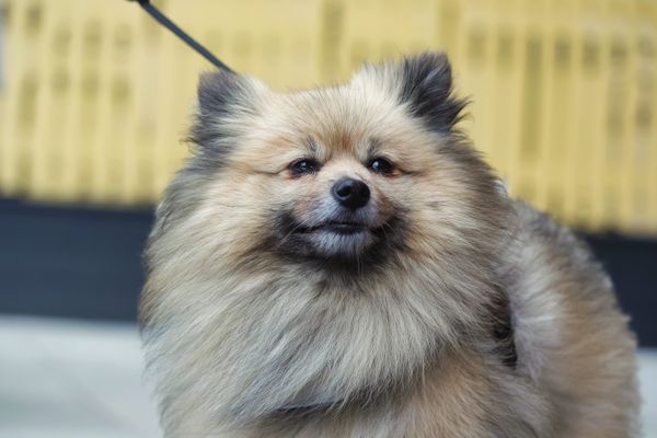 A fluffy Pomeranian with a freshly brushed-out coat