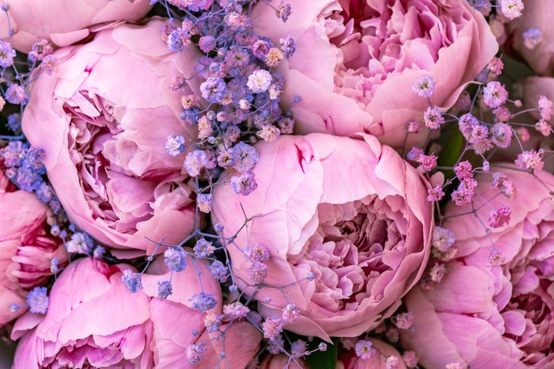 Close-up of pink peonies and baby's breath in a signature arrangement