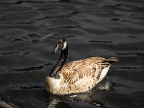 Serene image of a Canada Goose gracefully gliding in water, capturing natural beauty.