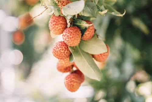 The Best Fruit Trees To Plant This Fall For A Sweet Harvest Next Year