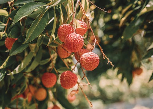 Mi Fruta De Lichi