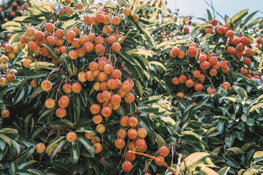 Vibrant lychee tree laden with ripe fruits under the bright summer sky.