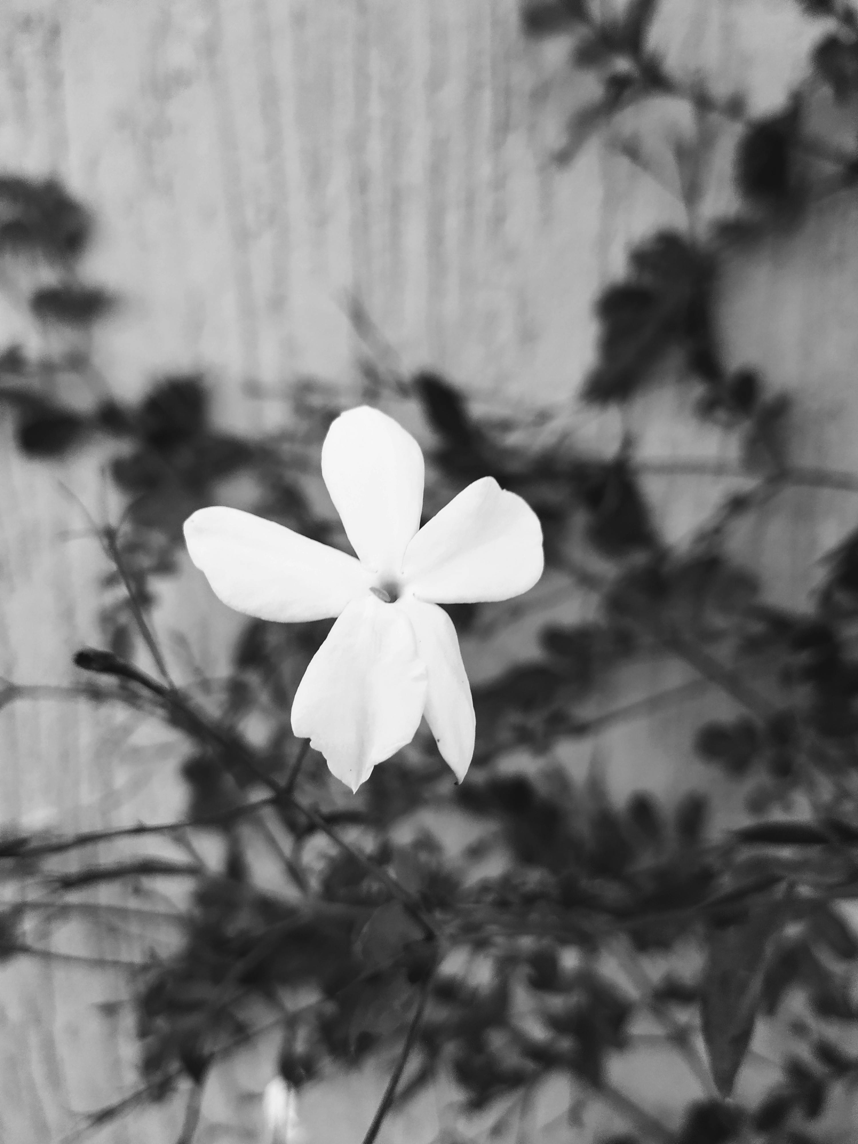 Free stock photo of black and white, flower, focus