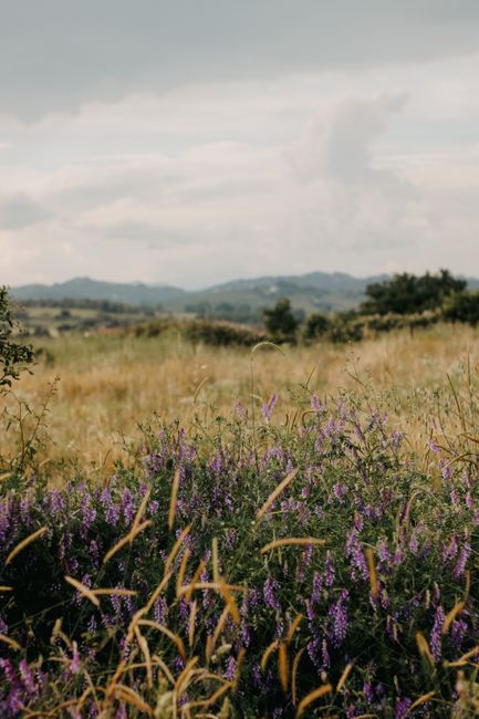 Explore a peaceful rural meadow lush with vibrant purple wildflowers set against rolling hills.