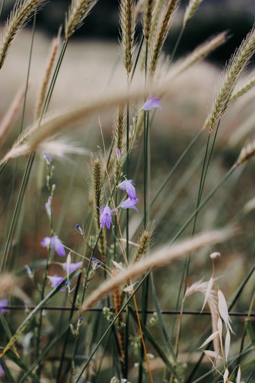 Bluebells Blooming in Wheat Field 