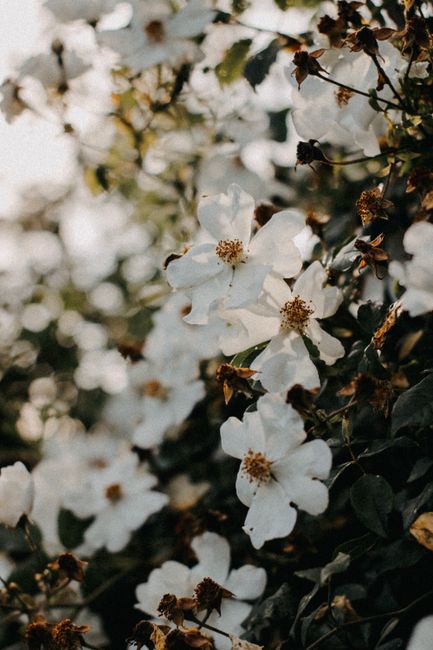 A close-up shot of white flowers in full bloom on a branch during summer, showcasing their delicate beauty.