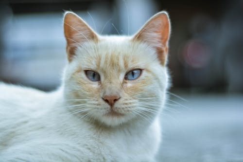 Closeup White and Orange Cat