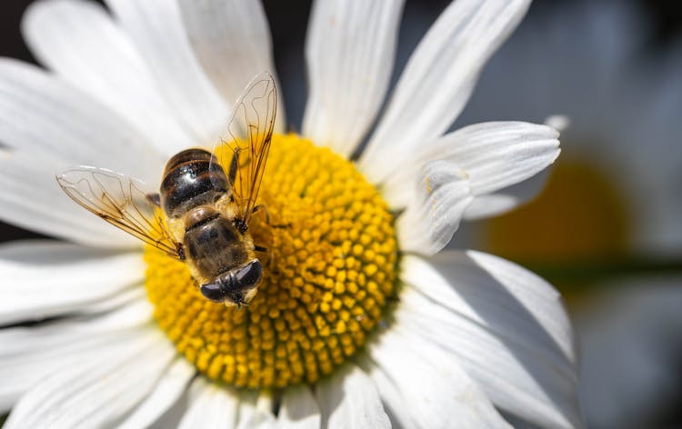 Bee On White Flower