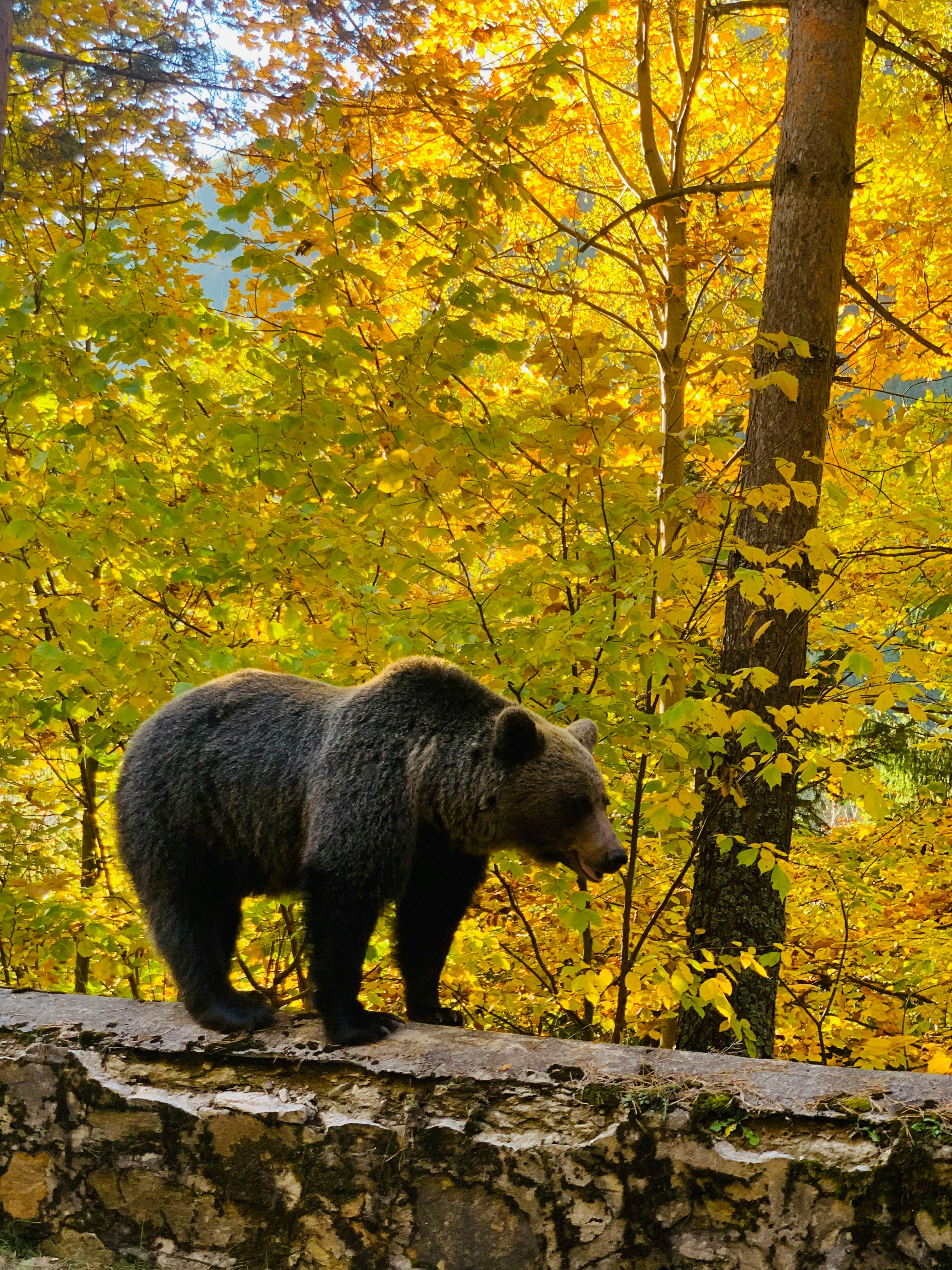 Bear Greg - A Seamless Future