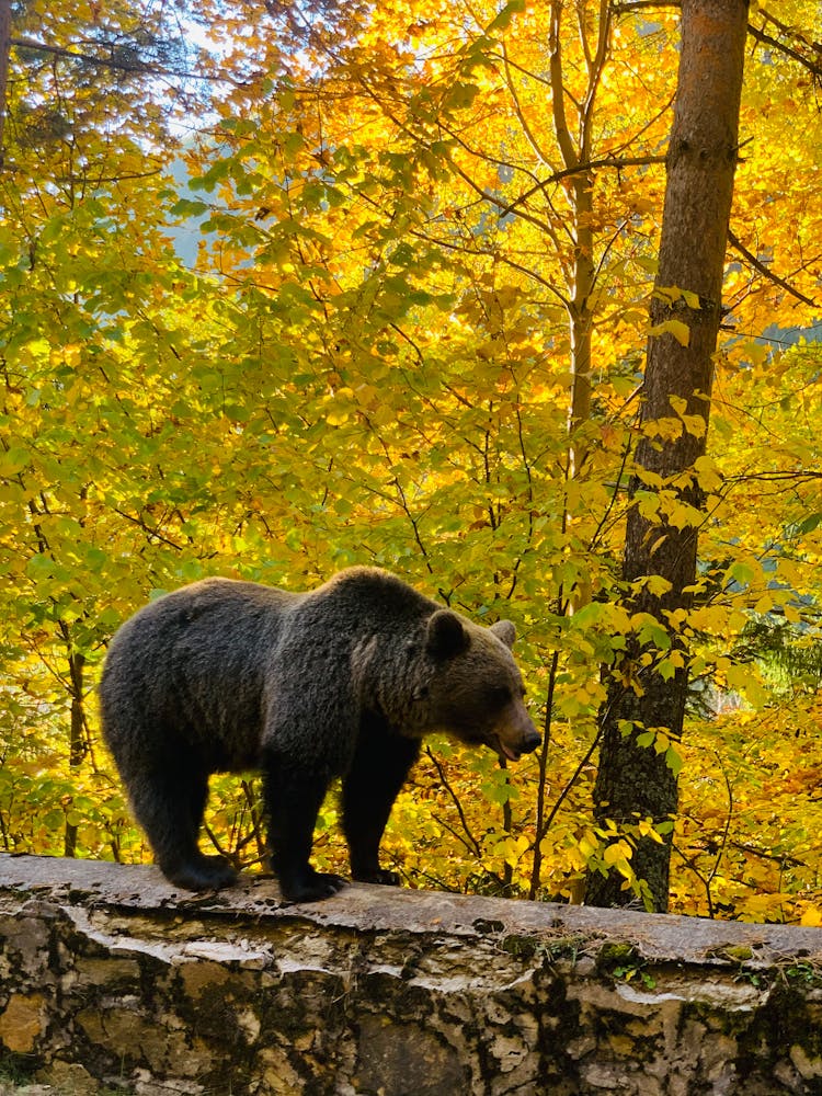 Bear Walking In Autumn Forest