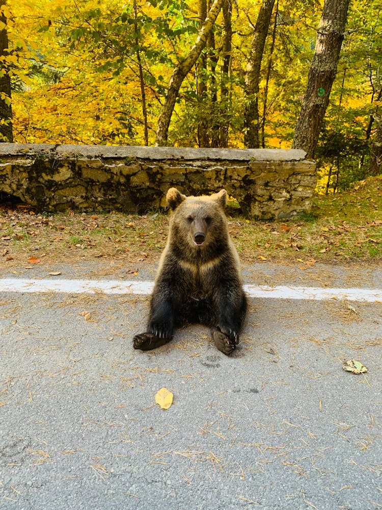 Bear Sitting On Road