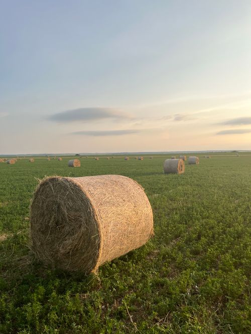Free Rolling hay bales on a vast green field at sunset in the peaceful countryside. Stock Photo