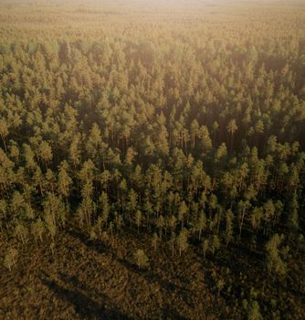 Stunning aerial shot of a lush pine forest in Kangari, Latvia at sunset.
