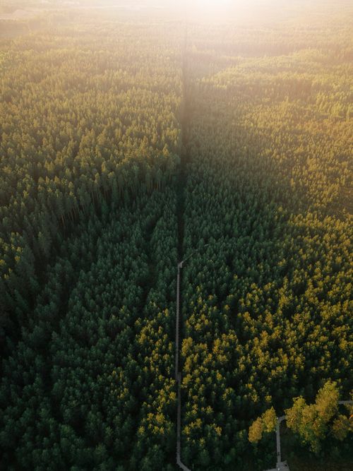 Free Breathtaking aerial panorama of a vast woodland in Kangari, Latvia, captured at sunrise. Stock Photo