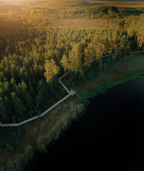 Free A stunning aerial view of a dense forest and winding road in Kangari, Latvia at sunset. Stock Photo