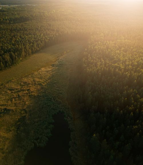 Free A serene aerial view of a sunlit forest in Kangari, Latvia, showcasing lush greenery under warm daylight. Stock Photo