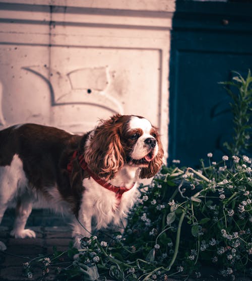 Foto d'estoc gratuïta de Cavalier King Charles Spaniel, enfocament selectiu, flors