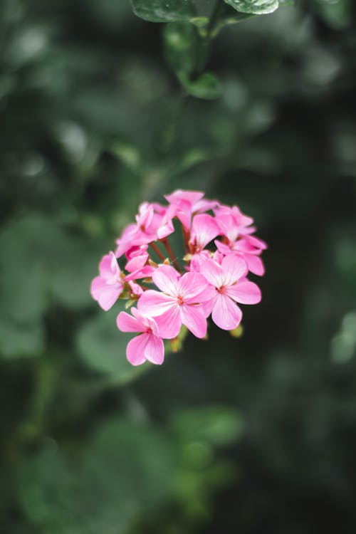 Kostnadsfri bild av blommor, grön bakgrund, kronblad