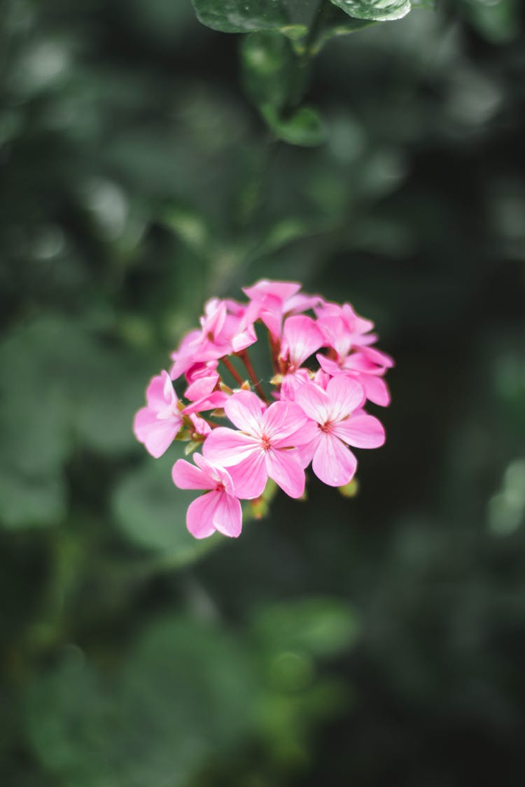 Small, Pink Flowers