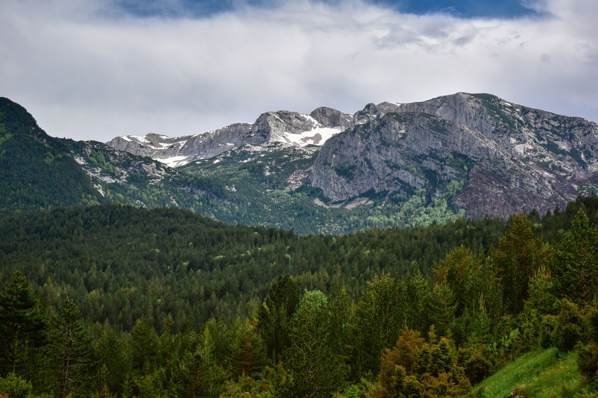 Pădure în munți