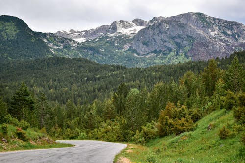 Road with Forest and Mountains behind