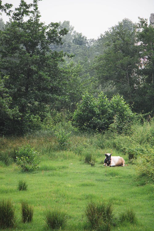 Ảnh lưu trữ miễn phí về bò, hình nền màu xanh lá cây, mặt bò
