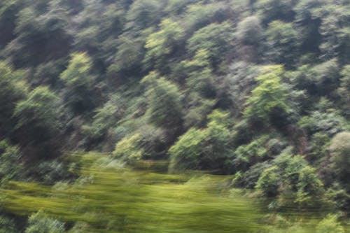 Free stock photo of artistic background, big trees, blurred motion