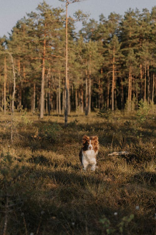 Imagine de stoc gratuită din animal, animal de casă, animale de companie