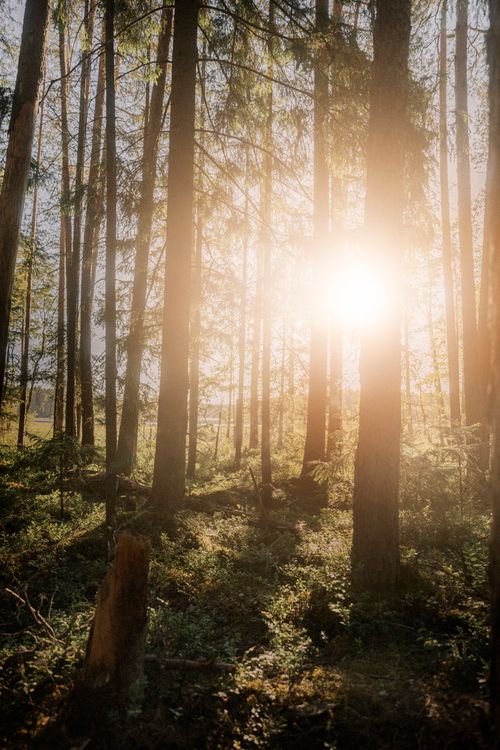 Free A beautiful forest scene with sunlight streaming through tall trees, creating a serene atmosphere. Stock Photo