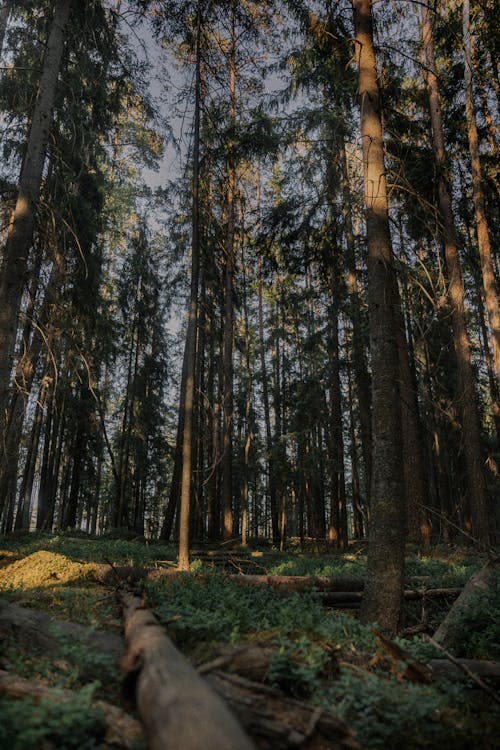 Photos gratuites de à feuilles persistantes, arbres, forêt