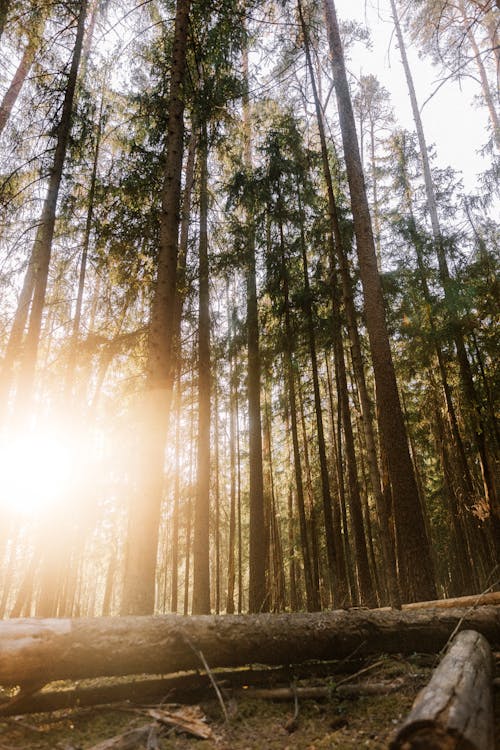 Sunlight over Forest at Sunset