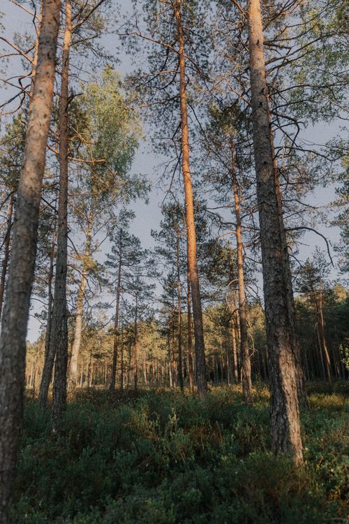 Free A tranquil forest scene with tall trees reaching into a clear sky. Stock Photo