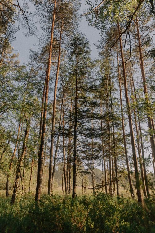 Free Tall pine trees in a serene forest illuminated by gentle sunlight, offering a peaceful nature view. Stock Photo