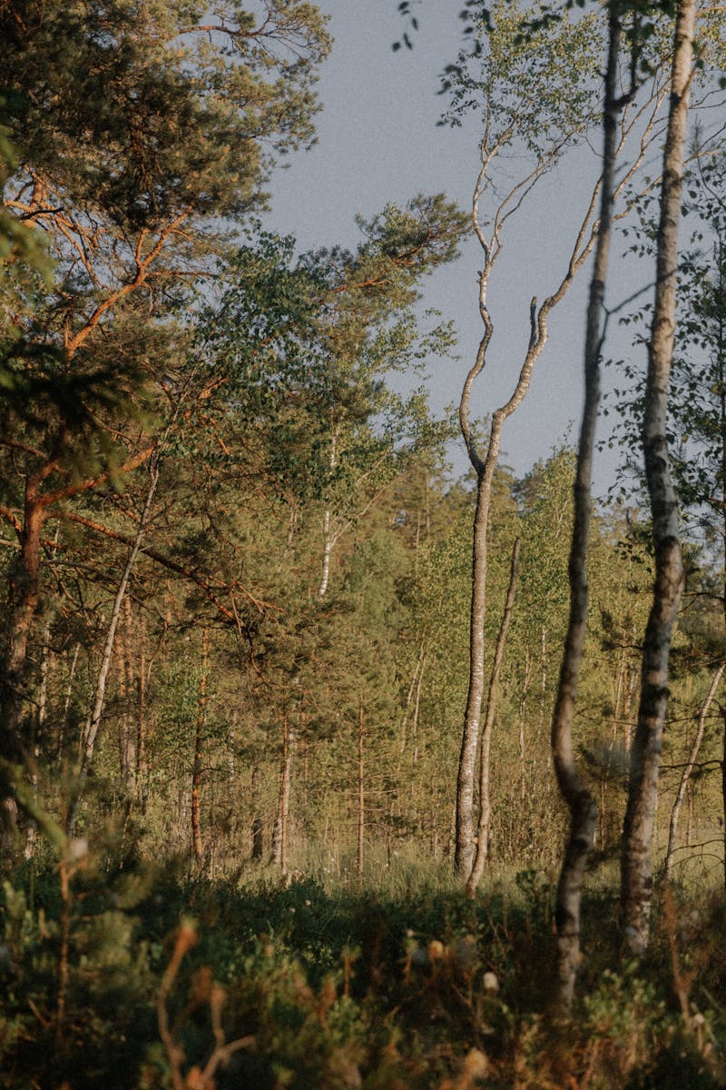 1 Day Birding Safari in Mabamba Swamp