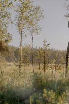 Peaceful forest scene with tall trees and lush greenery under a blue sky.