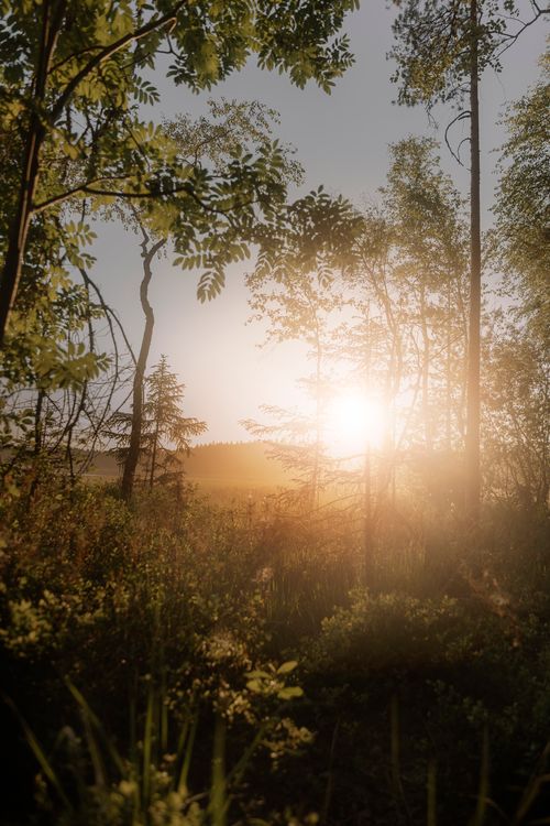 Free Captivating sunset view through a lush forest, capturing serene natural beauty and tranquility. Stock Photo