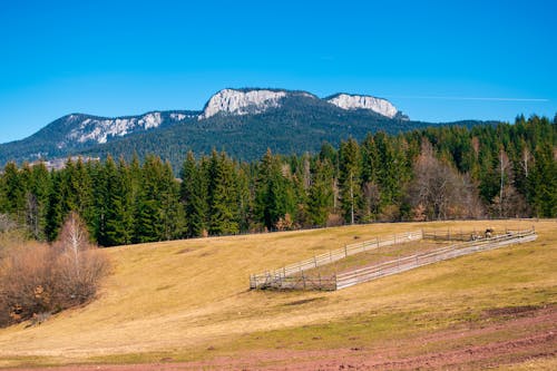 Immagine gratuita di alberi, azienda agricola, campagna