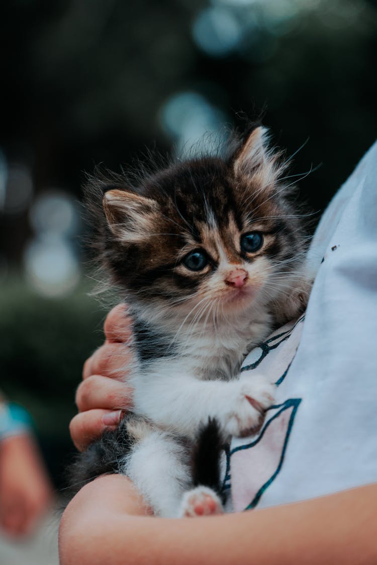 Close-up Of Person Holding Cute Kitten