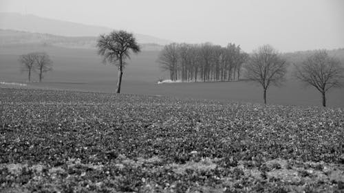 Fotobanka s bezplatnými fotkami na tému čierny a biely, dedinský, hracie pole