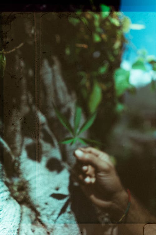 Hand Holding Leaf