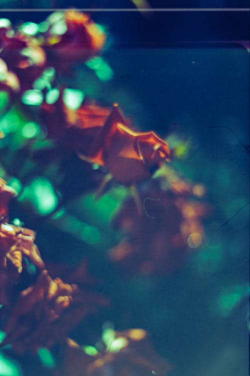 Flowers behind Aquarium Window